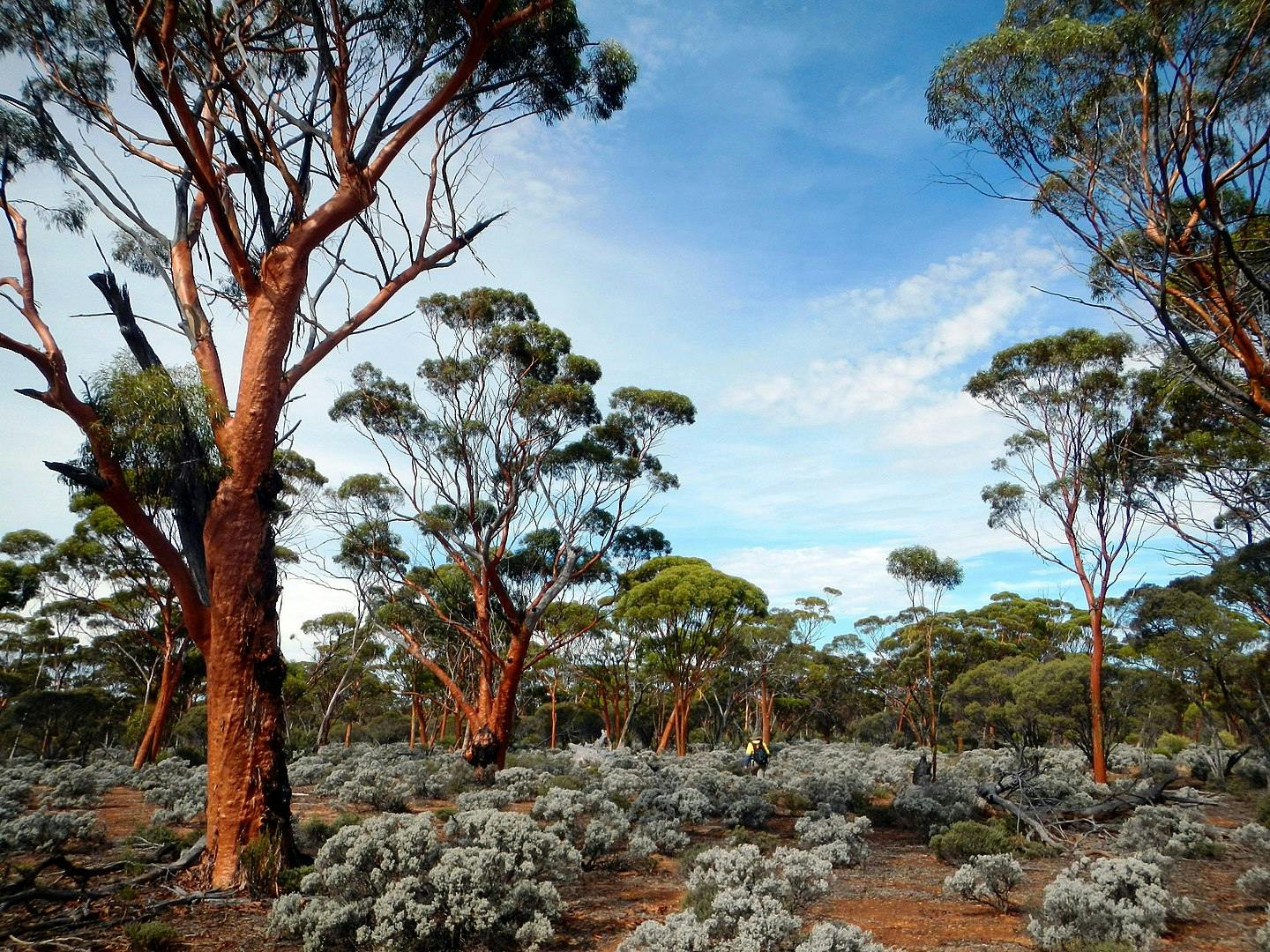 South Australian Mediterranean Forests, Woodlands & Scrub (AU5) One Earth
